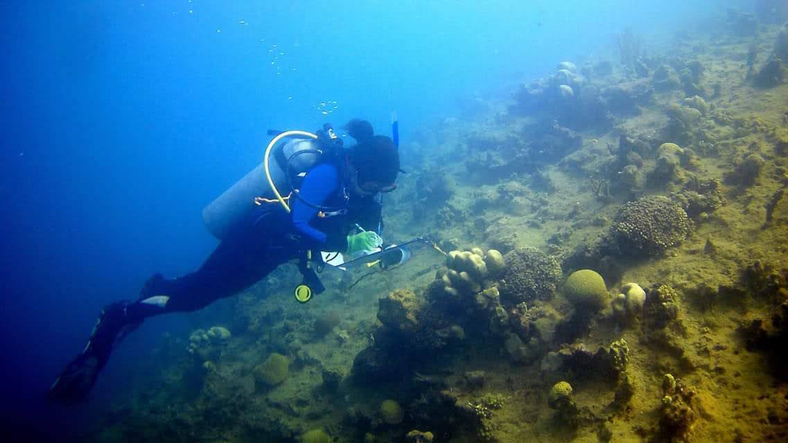 Shark conservation research