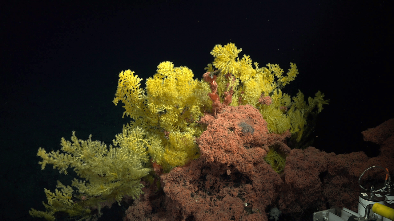 Coral reef