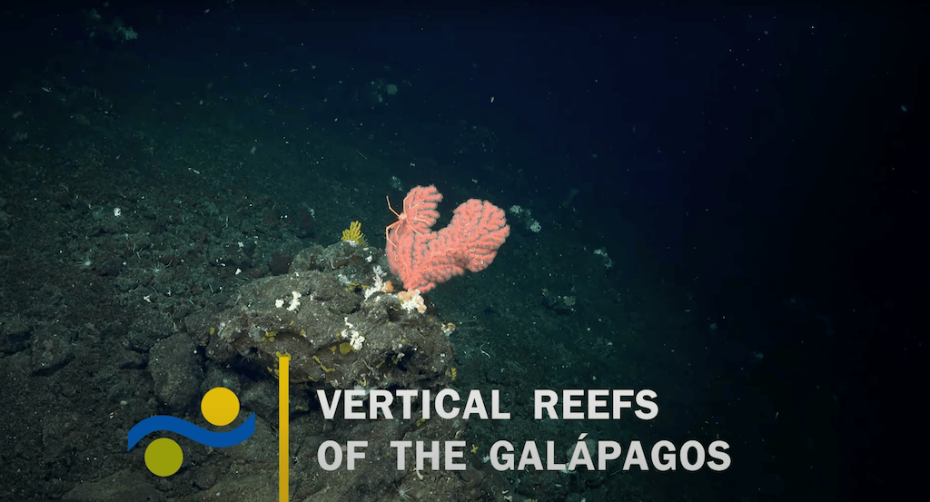 Yellow coral in the ocean