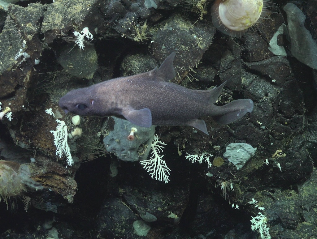 Deep-Sea Cartilaginous Fishes
